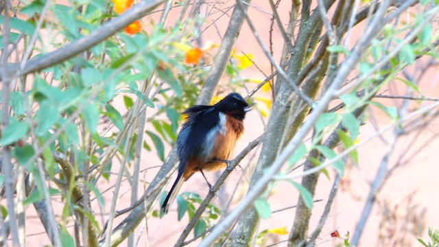 Black-throated Flowerpiercer - ML621551650