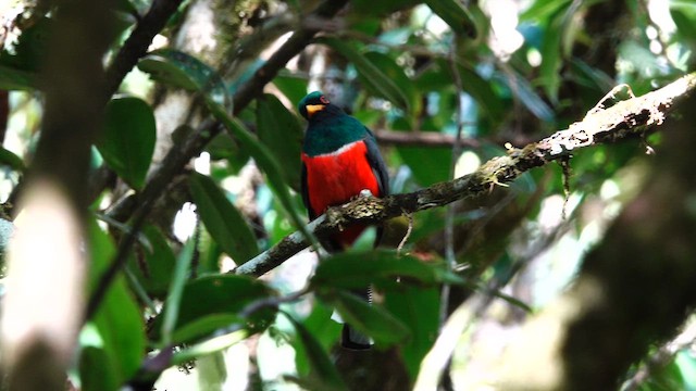 Trogon masqué - ML621551672