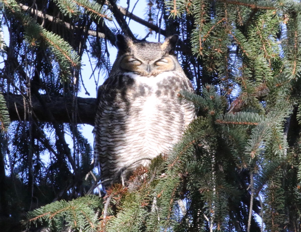 Great Horned Owl - ML621551741