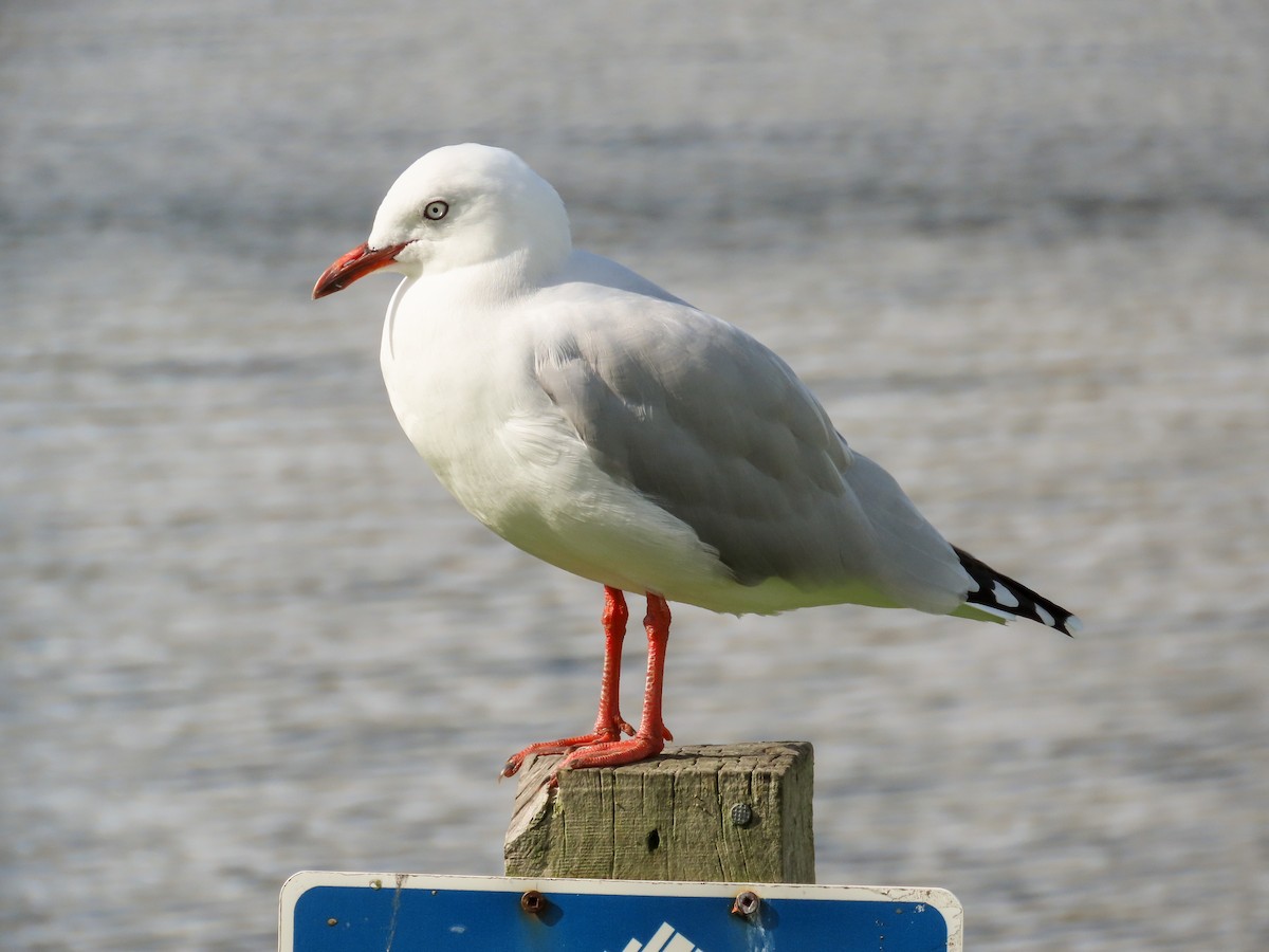 Silver Gull - Maria del Castillo