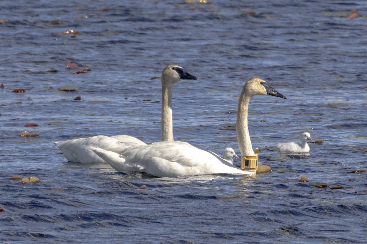 Trumpeter Swan - ML621551840