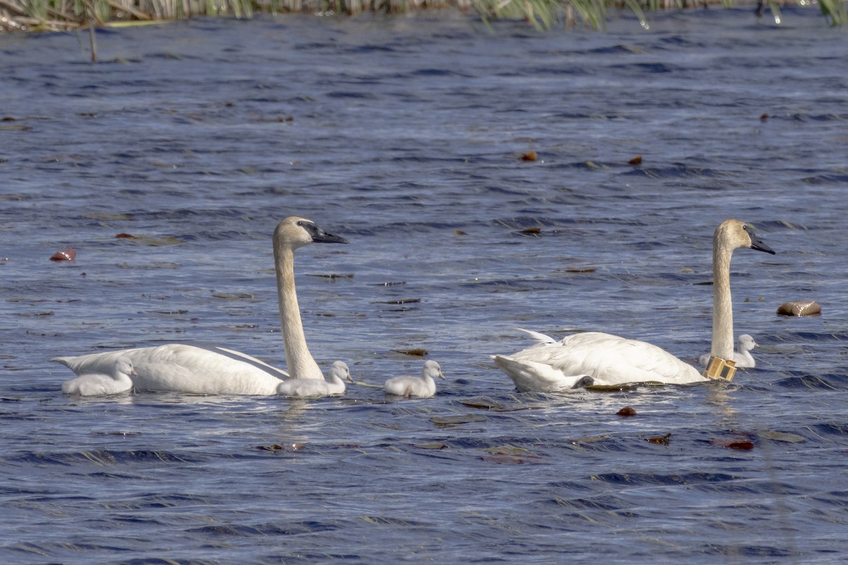 Trumpeter Swan - ML621551841