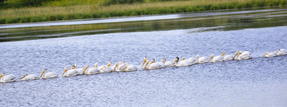 American White Pelican - Mike Ellery