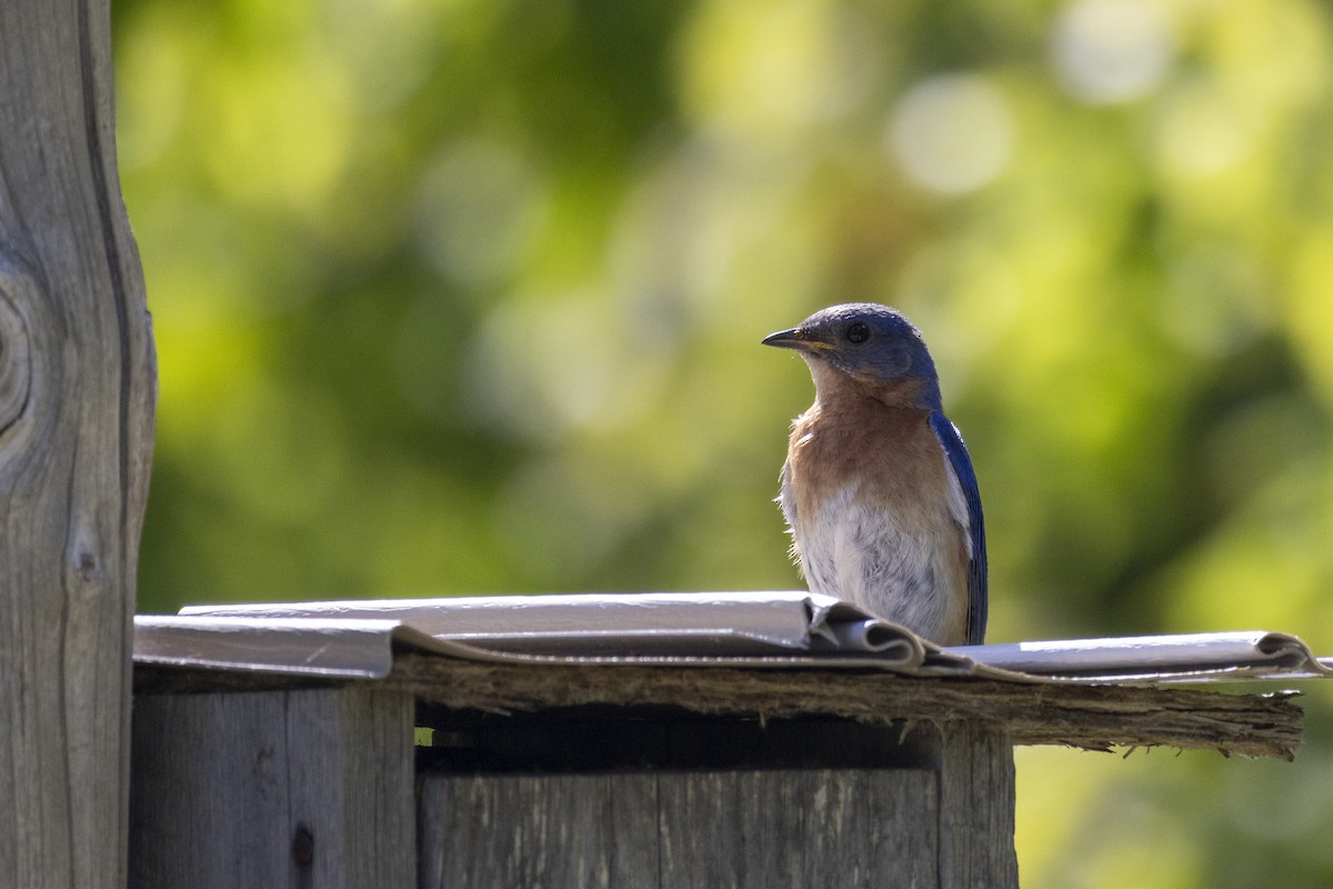 Eastern Bluebird - ML621551849