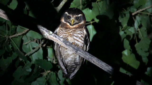 Band-bellied Owl - ML621551896