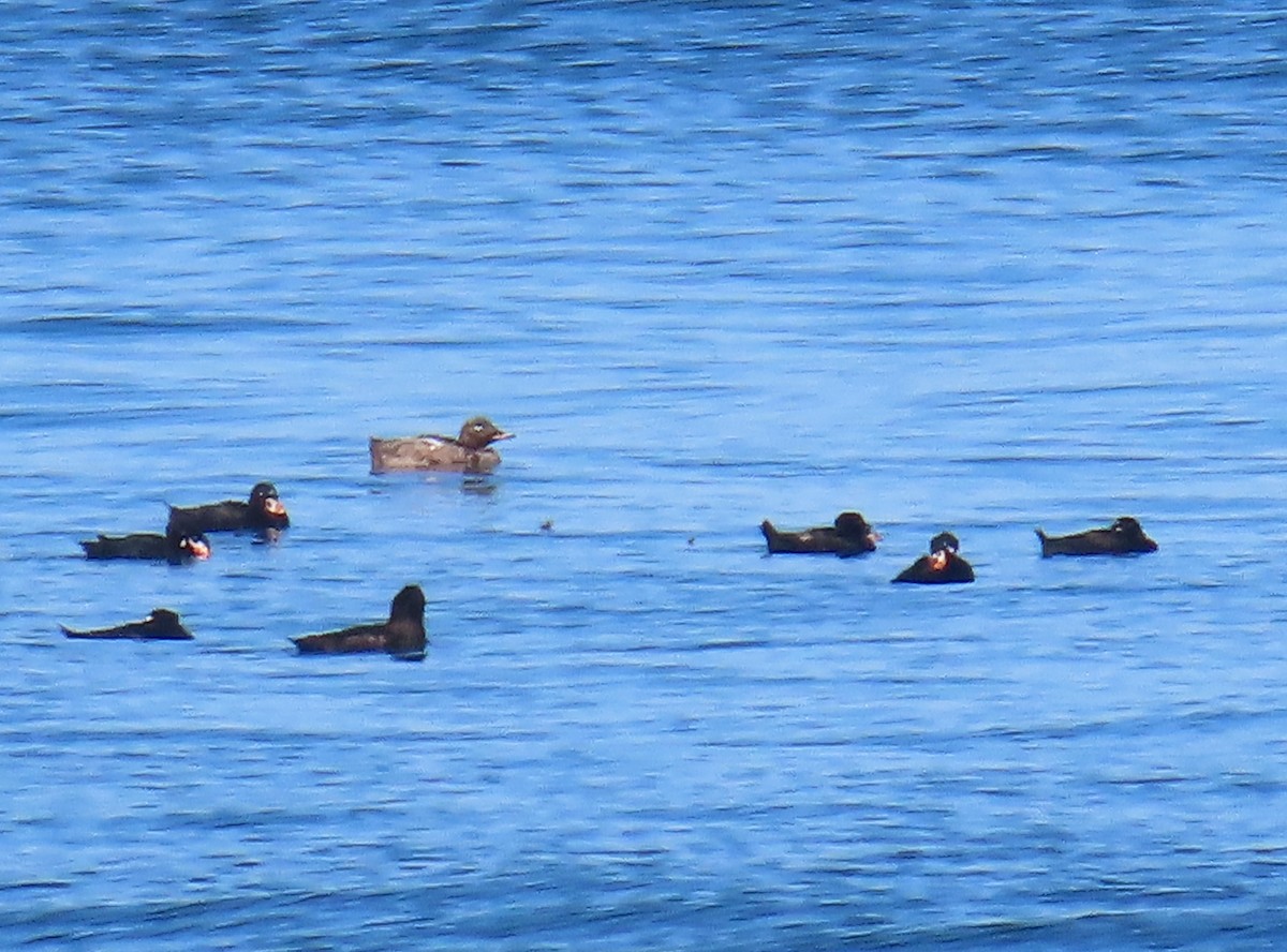 White-winged Scoter - ML621551917