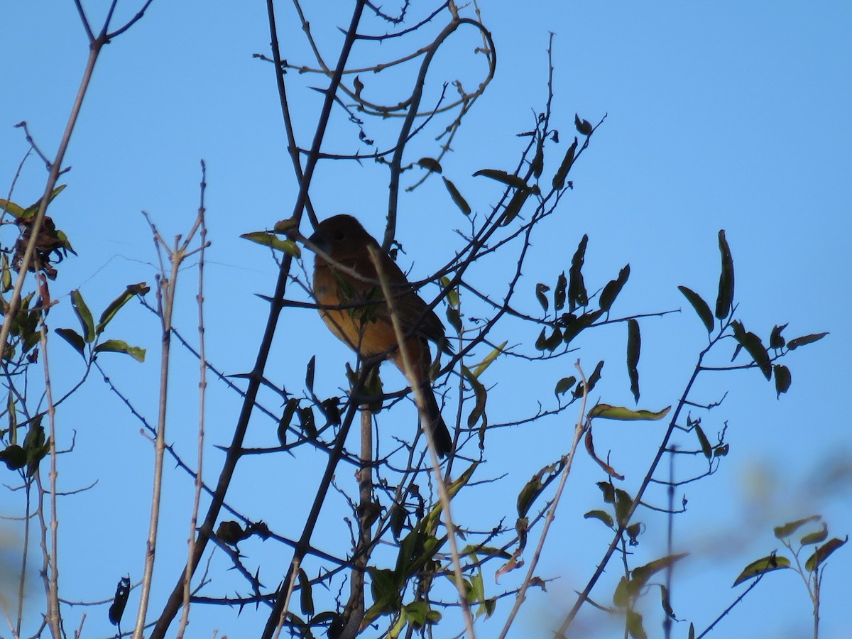 Rusty-browed Warbling Finch - ML621551918