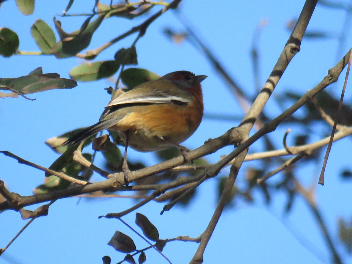 Rusty-browed Warbling Finch - ML621551919