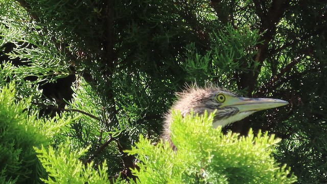 Nankeen Night Heron - ML621551963