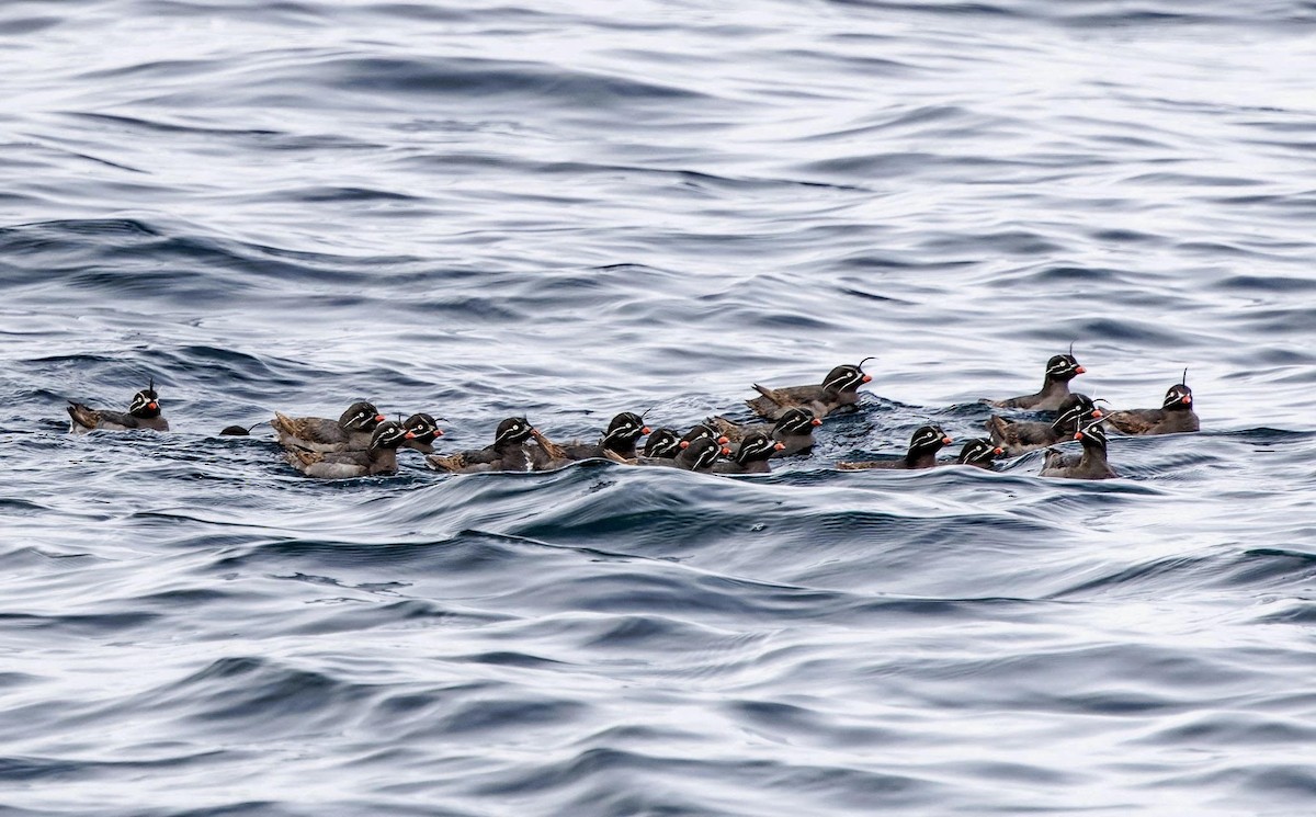 Whiskered Auklet - ML621551976