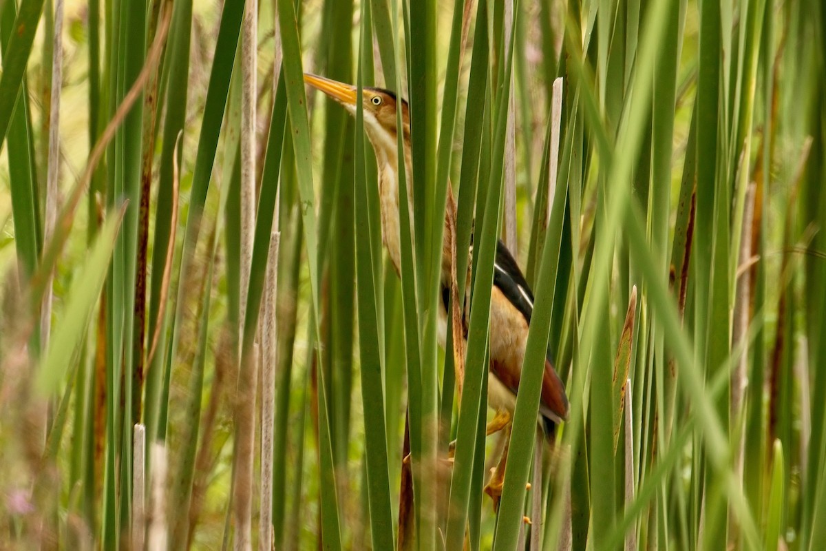 Least Bittern - ML621552018