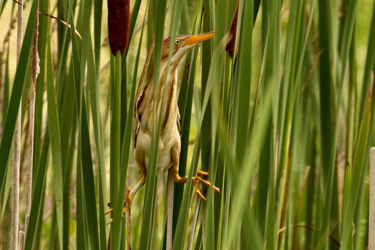 Least Bittern - ML621552019