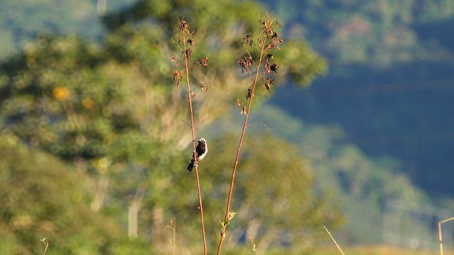 Rusty-backed Antwren - ML621552022