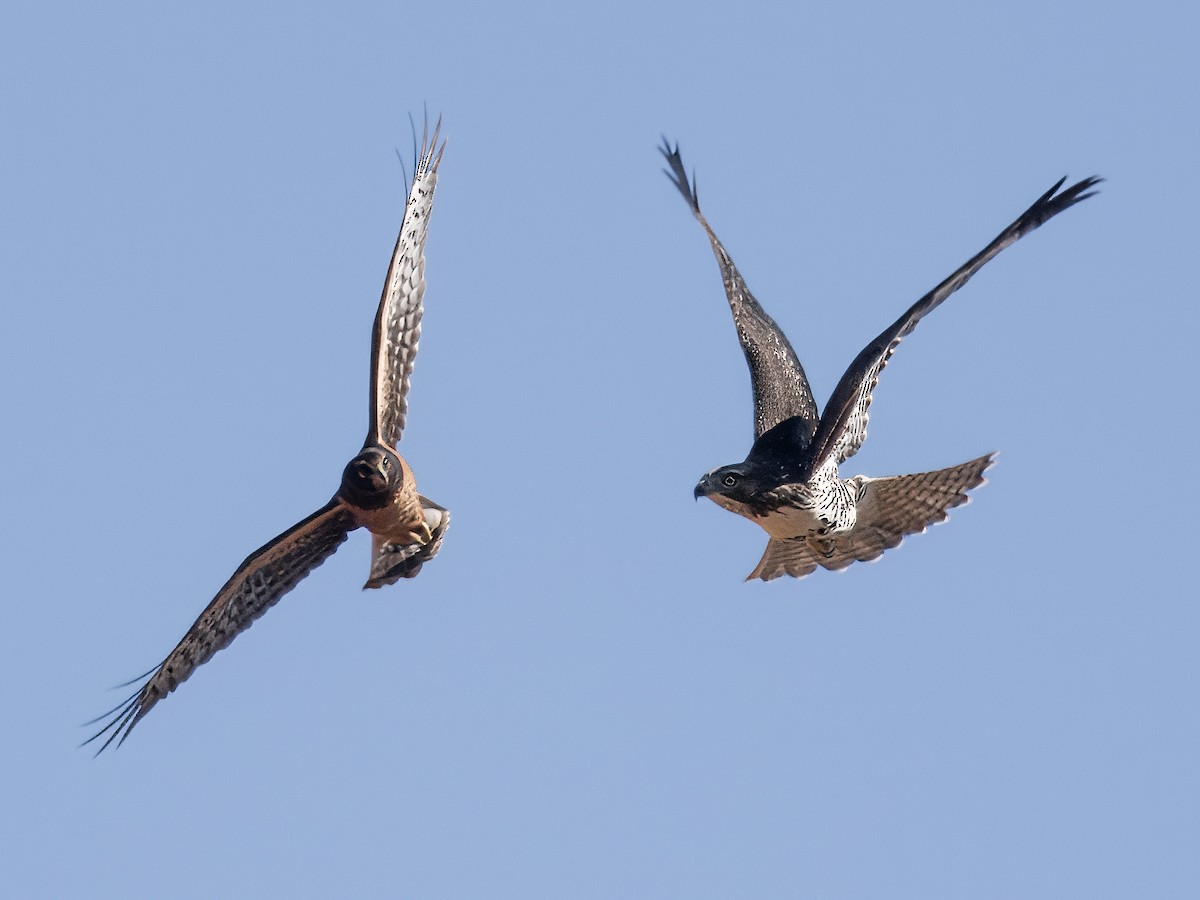 Northern Harrier - ML621552049