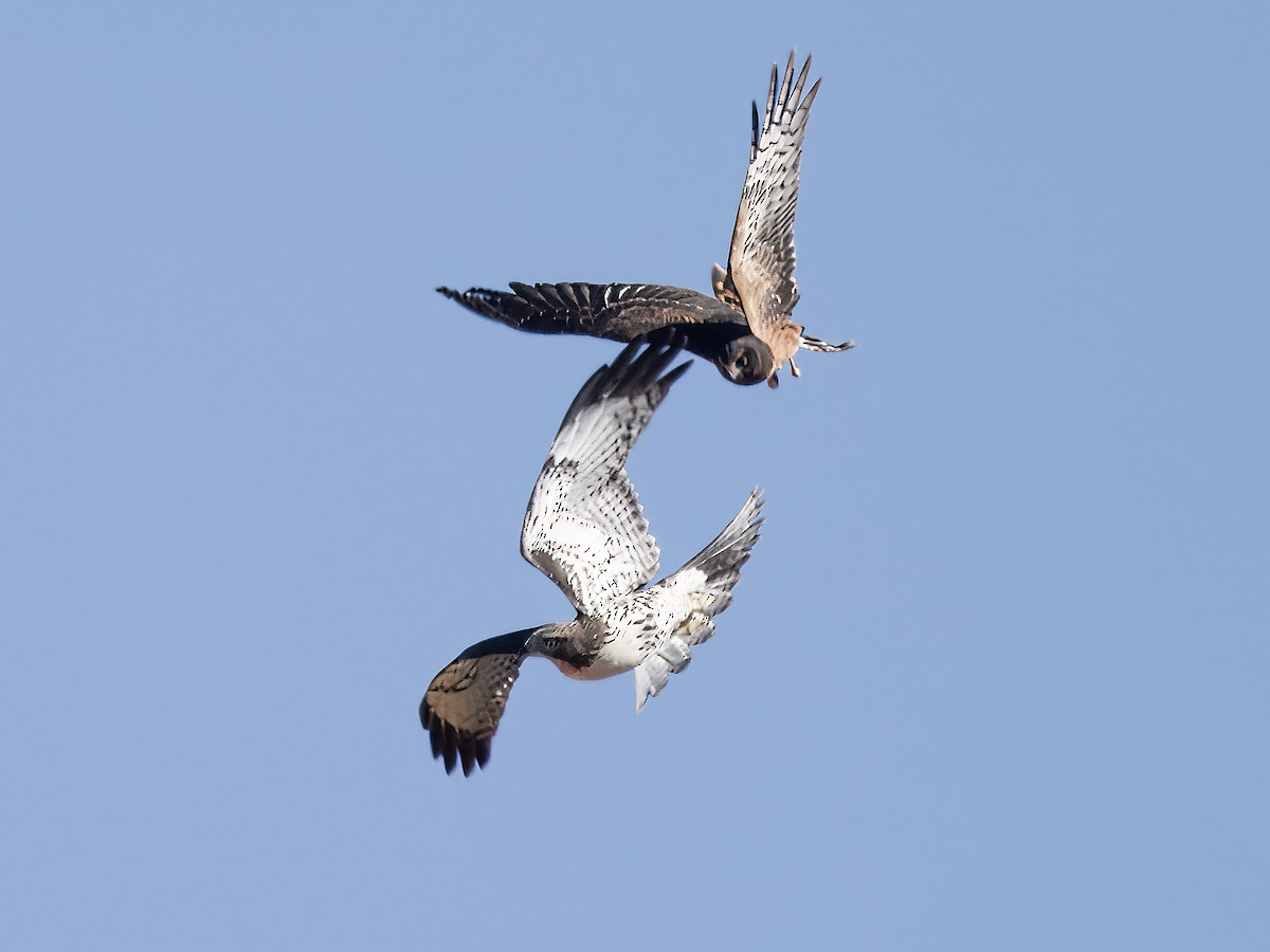 Northern Harrier - ML621552051