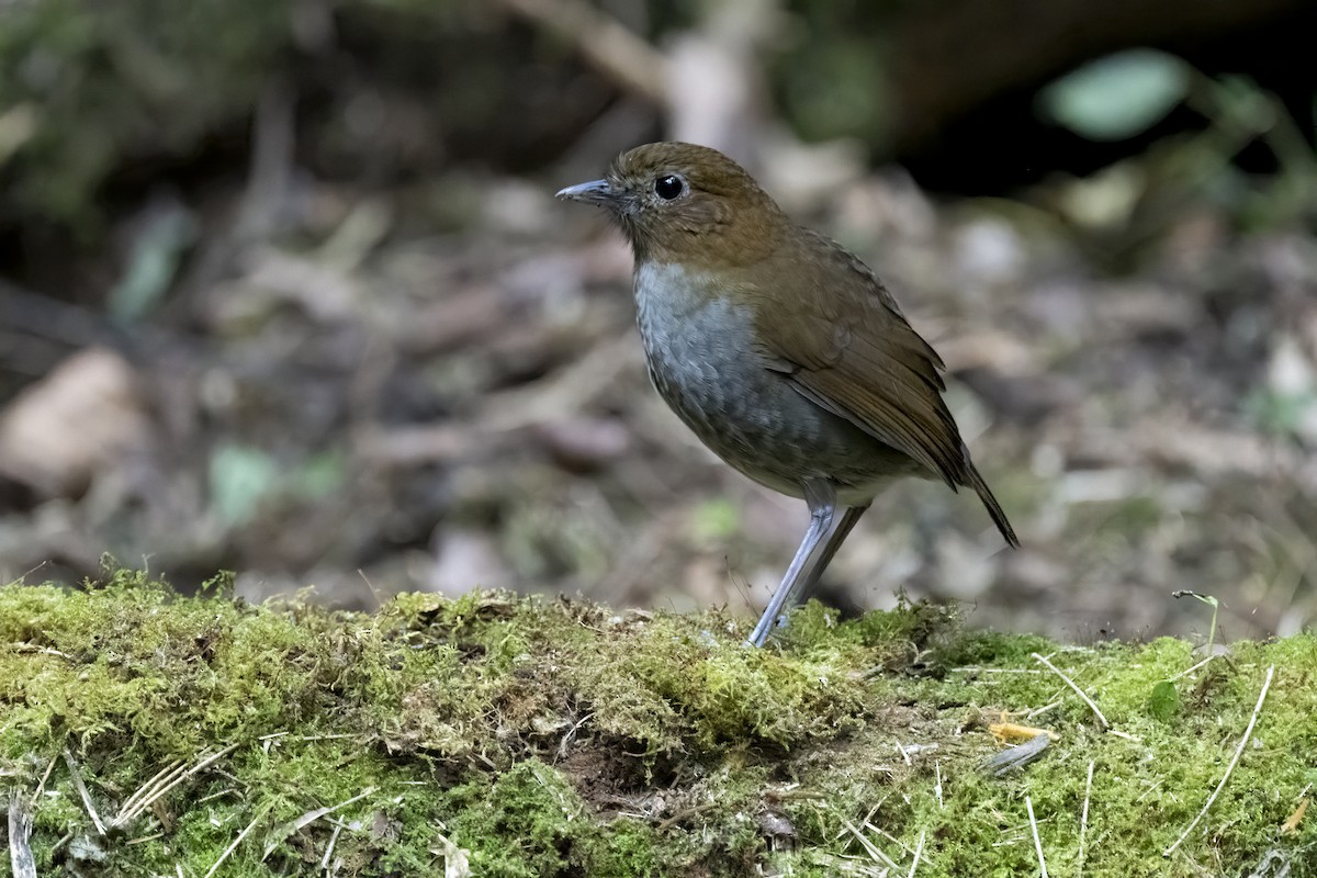 Urrao Antpitta - Lucas Lombardo