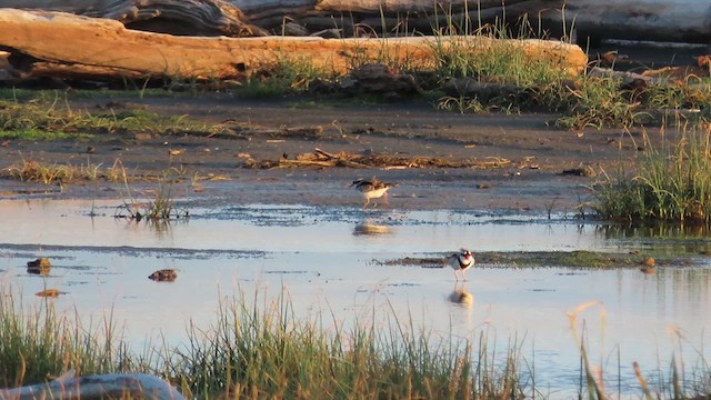 Black-fronted Dotterel - ML621552178