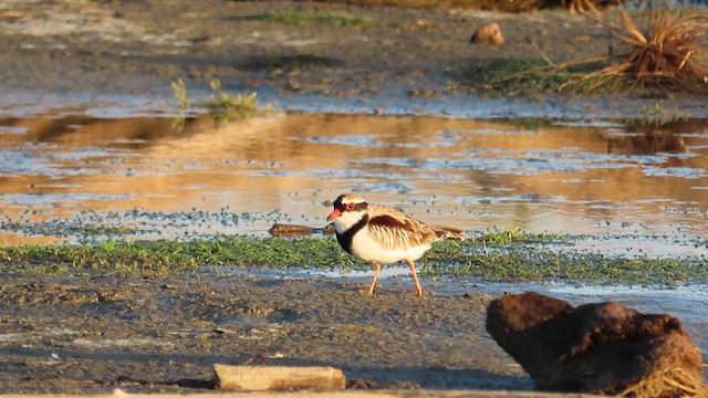 Black-fronted Dotterel - ML621552184