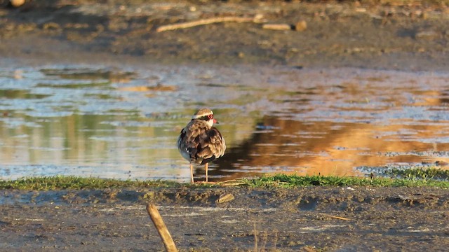 Black-fronted Dotterel - ML621552186