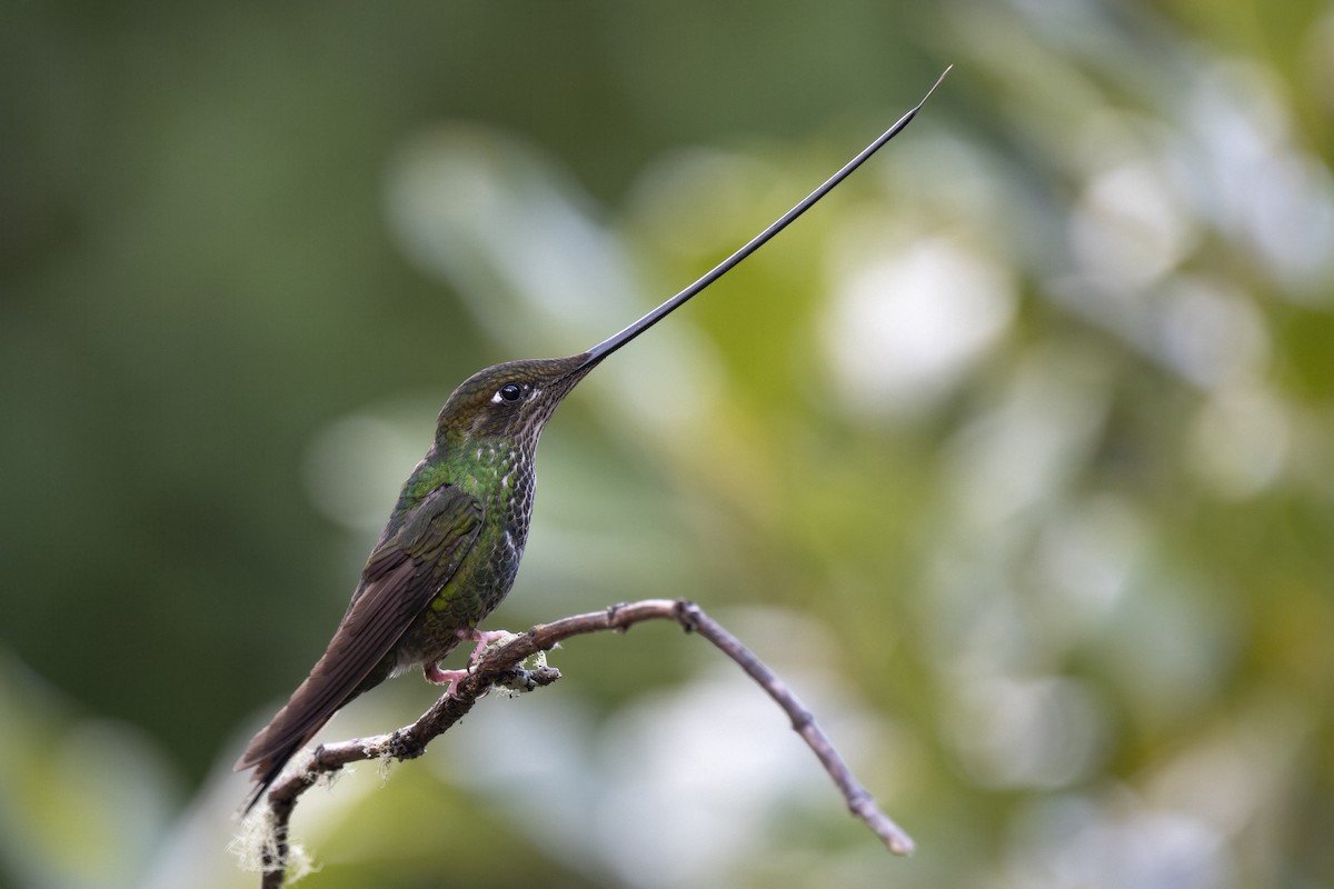 Sword-billed Hummingbird - ML621552189