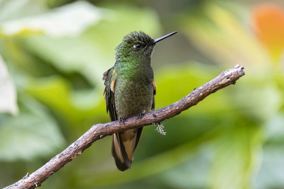 Buff-tailed Coronet - ML621552239