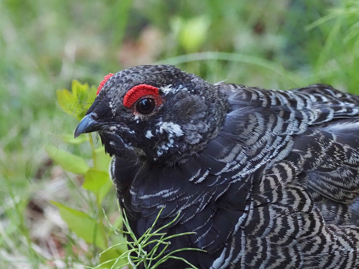 Gallo Canadiense - ML621552268