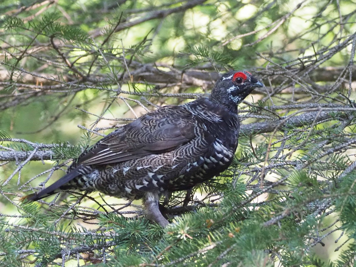 Gallo Canadiense - ML621552269