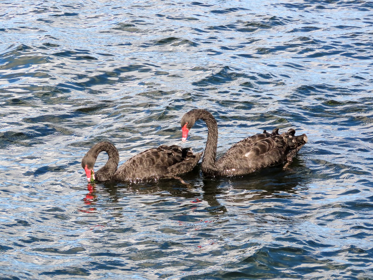 Black Swan - ML621552315