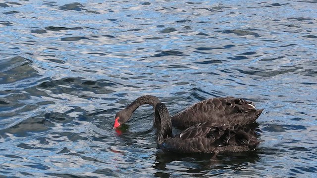 Black Swan - ML621552353