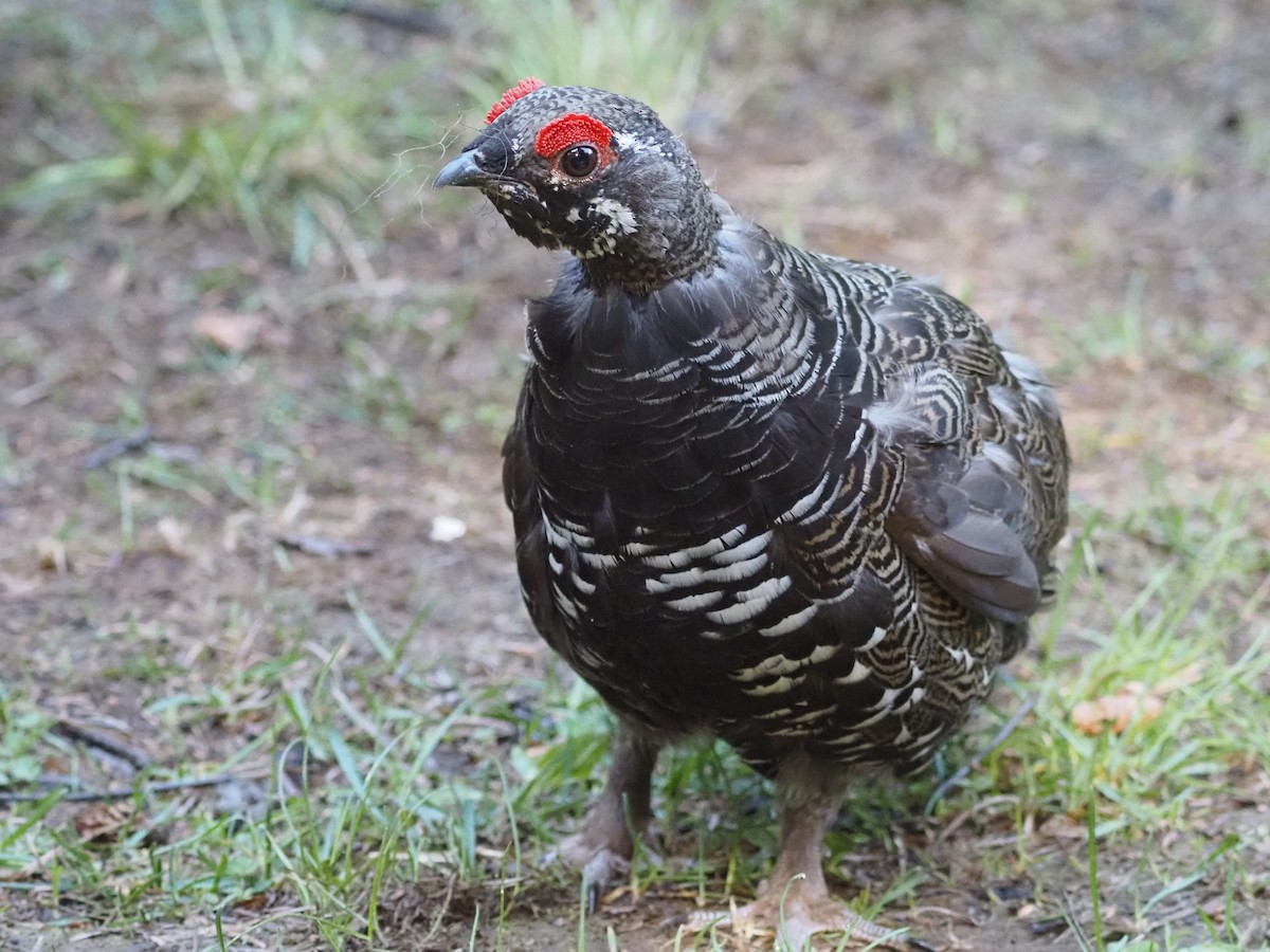 Gallo Canadiense - ML621552358