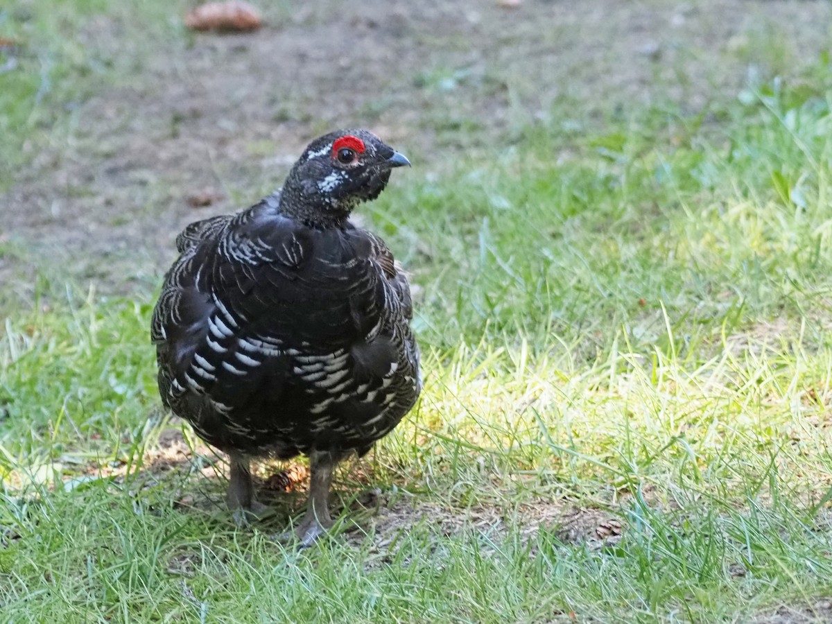 Gallo Canadiense - ML621552359