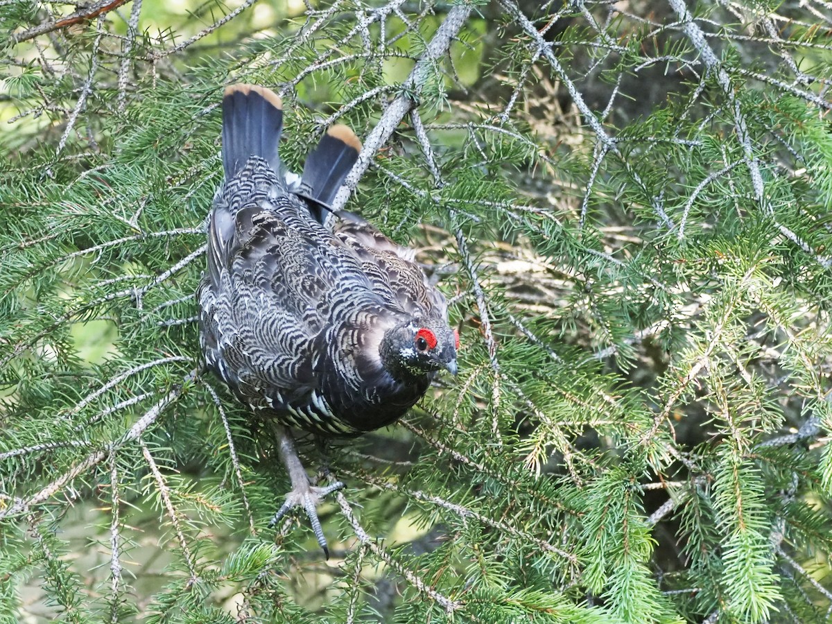 Gallo Canadiense - ML621552360