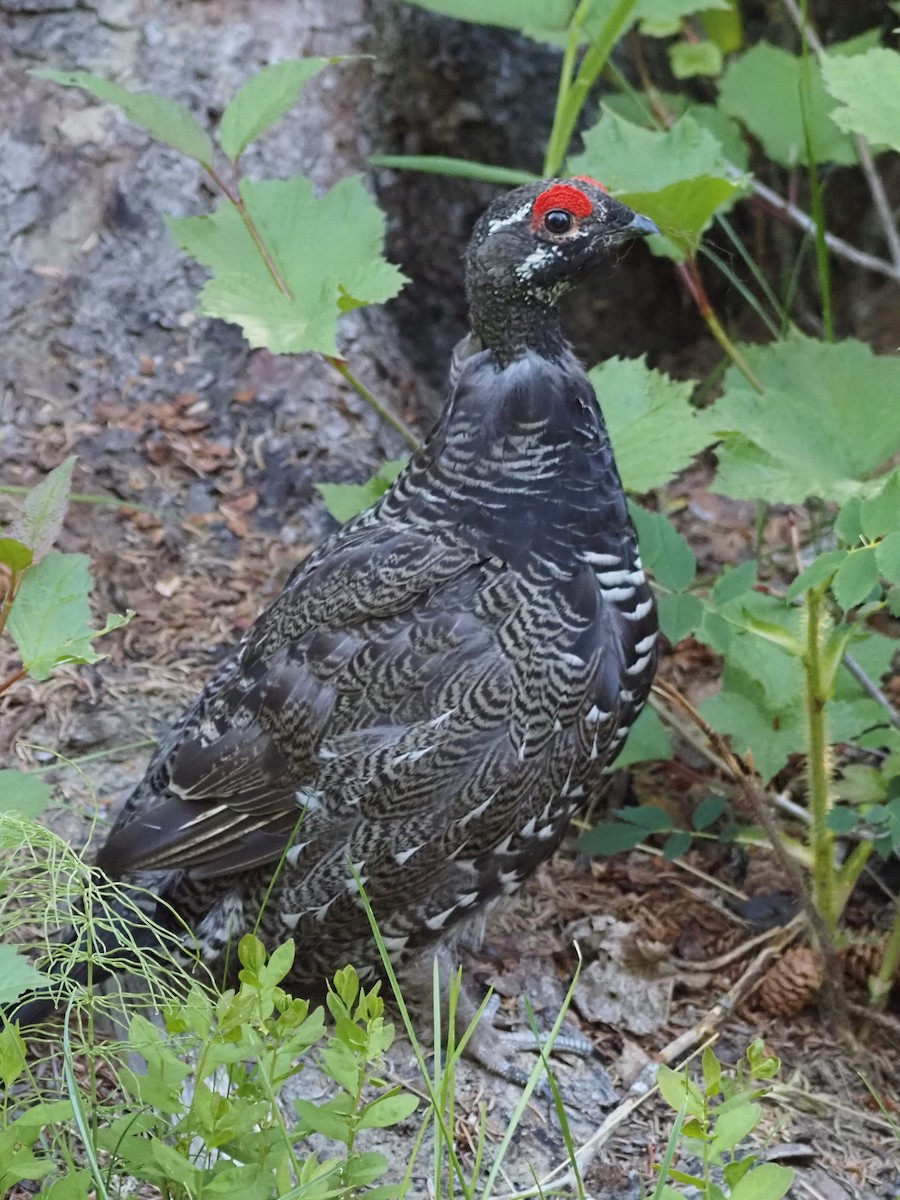 Gallo Canadiense - ML621552361