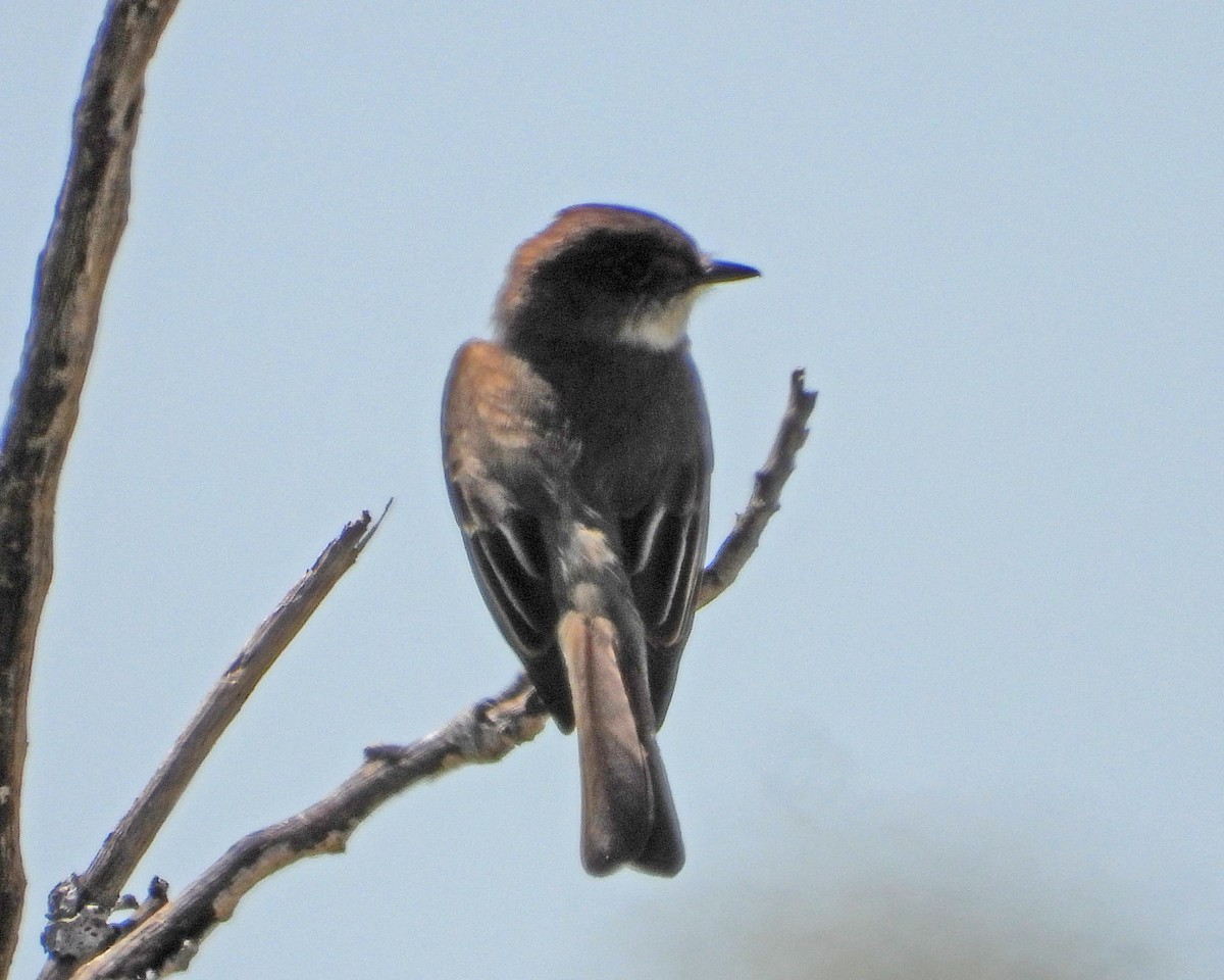 פיבי מזרחית - ML621552400