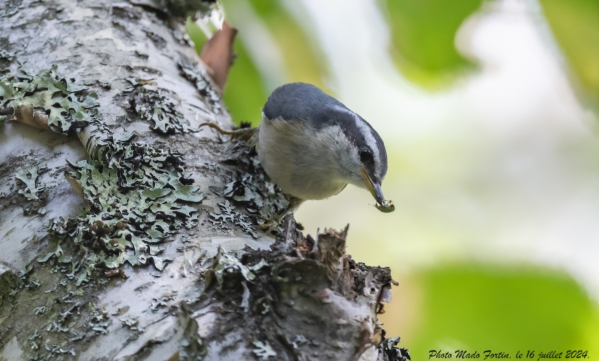 Red-breasted Nuthatch - ML621552425