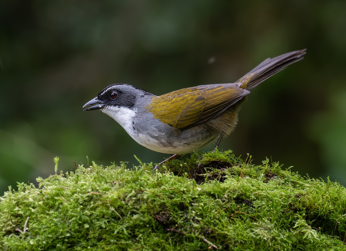 Gray-browed Brushfinch - ML621552632