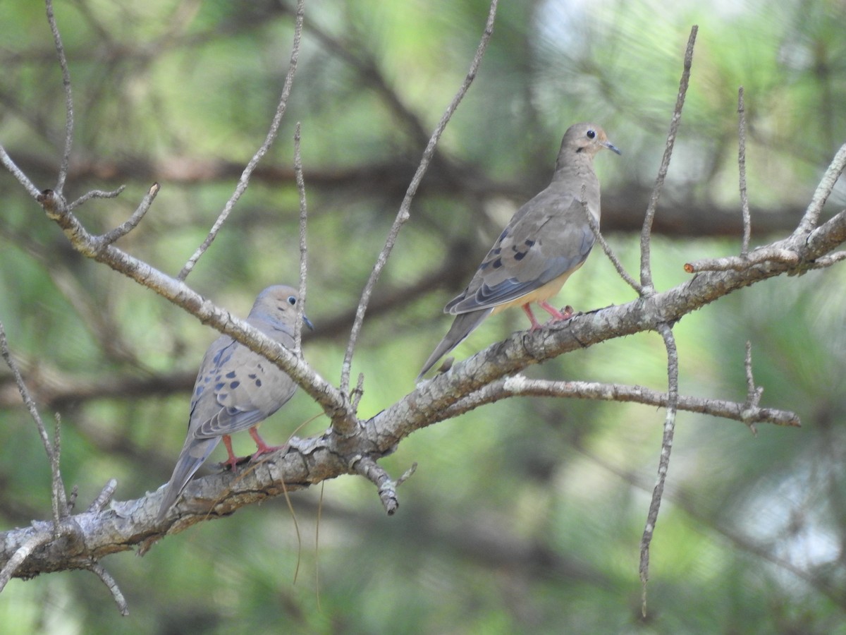 Mourning Dove - Anonymous