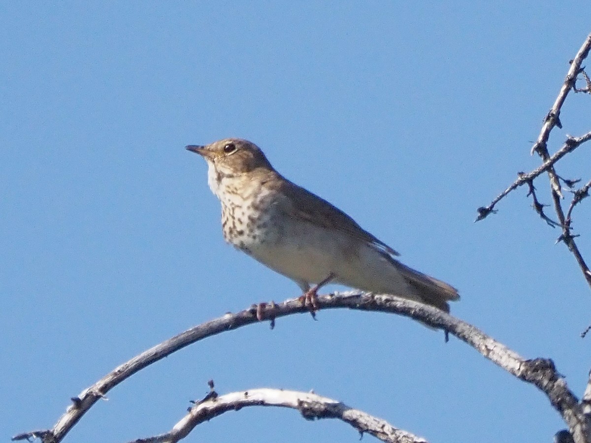 Swainson's Thrush - ML621552715