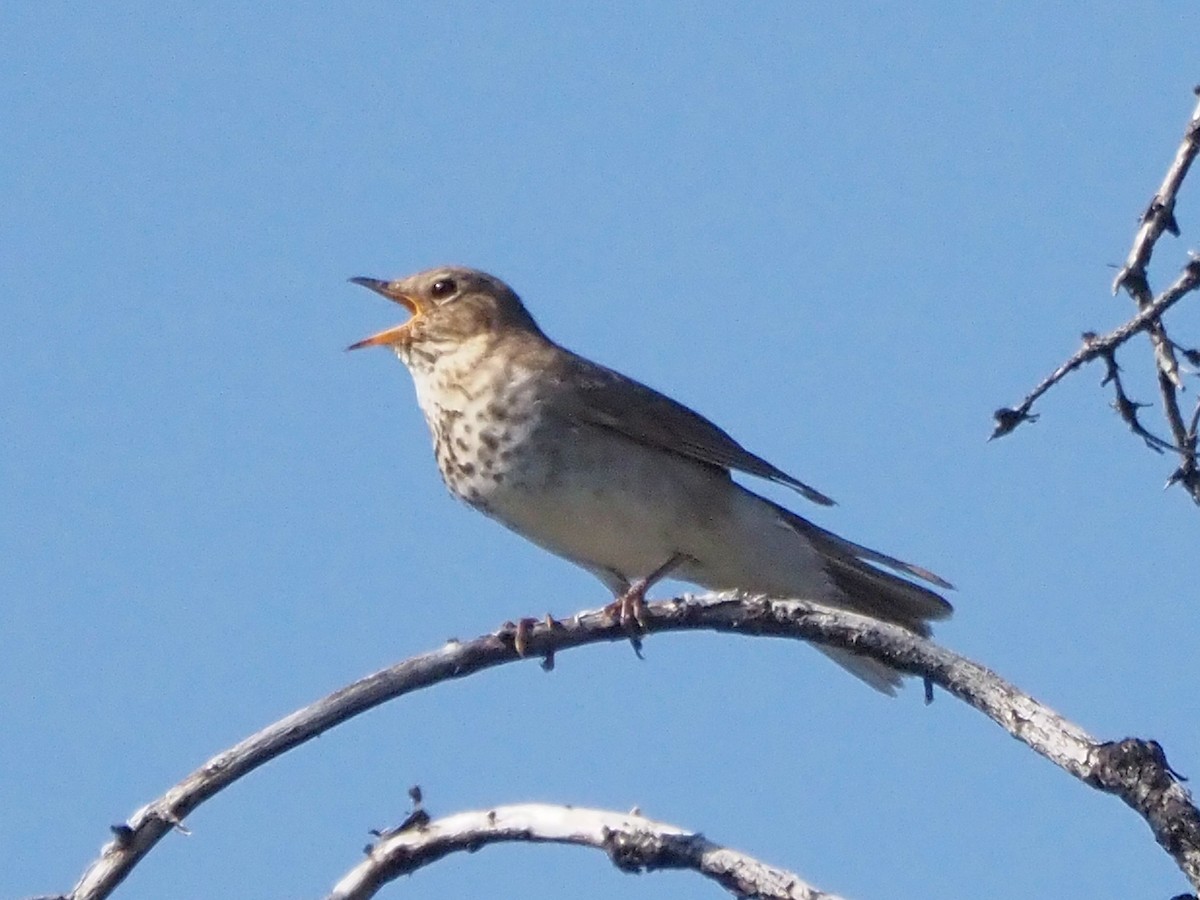 Swainson's Thrush - ML621552716