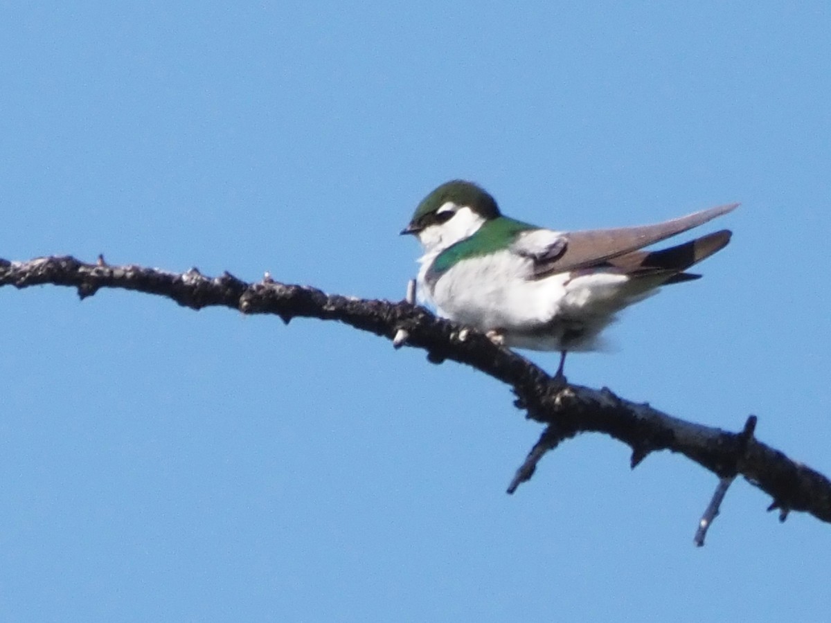 Violet-green Swallow - ML621552733