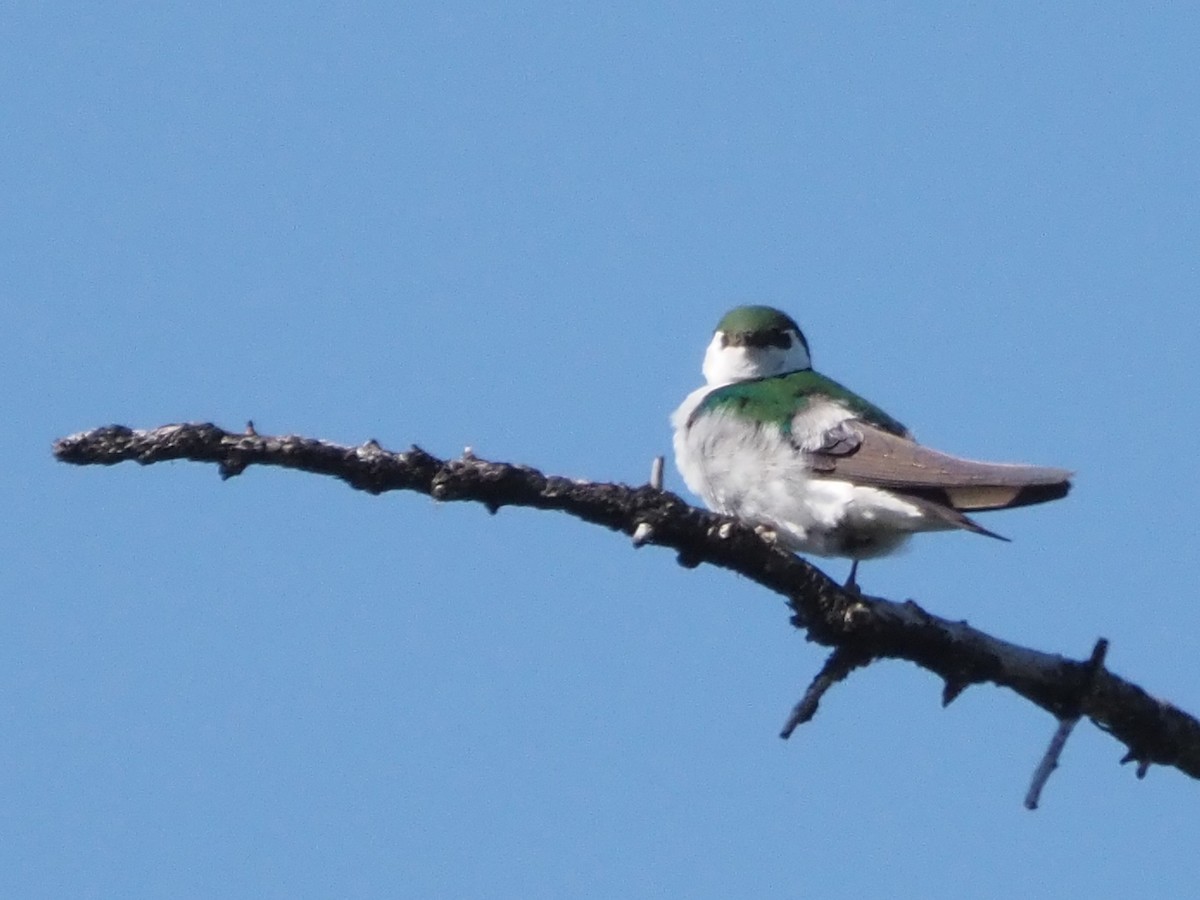 Violet-green Swallow - ML621552734