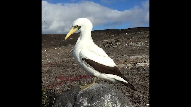 Masked Booby - ML621552754