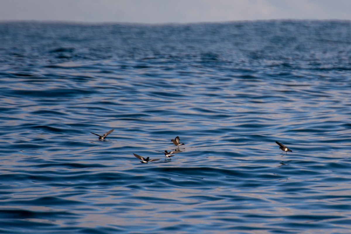 Pincoya Storm-Petrel - ML621552769