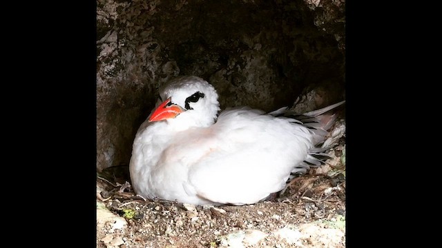 Red-tailed Tropicbird - ML621552770