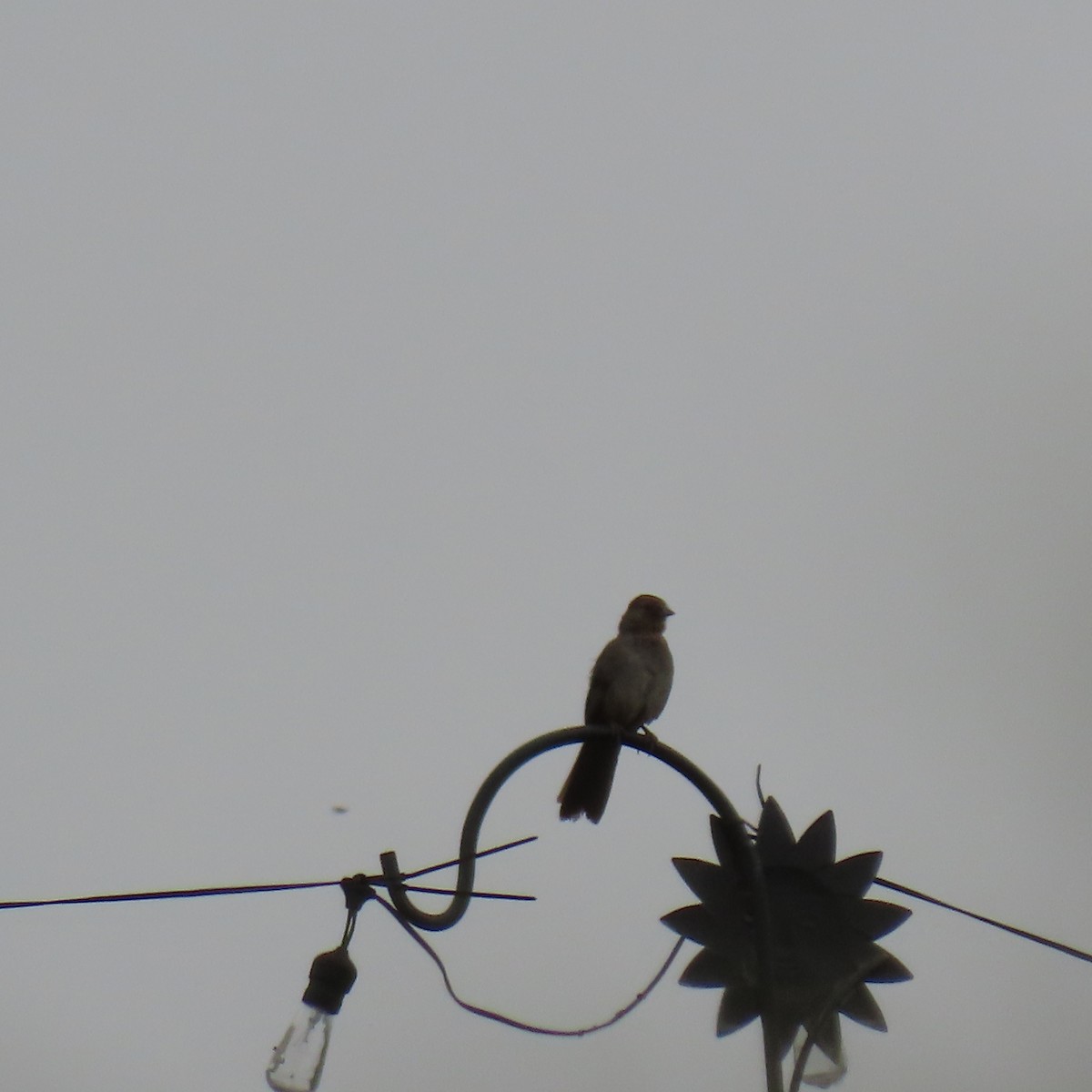 California Towhee - ML621552792