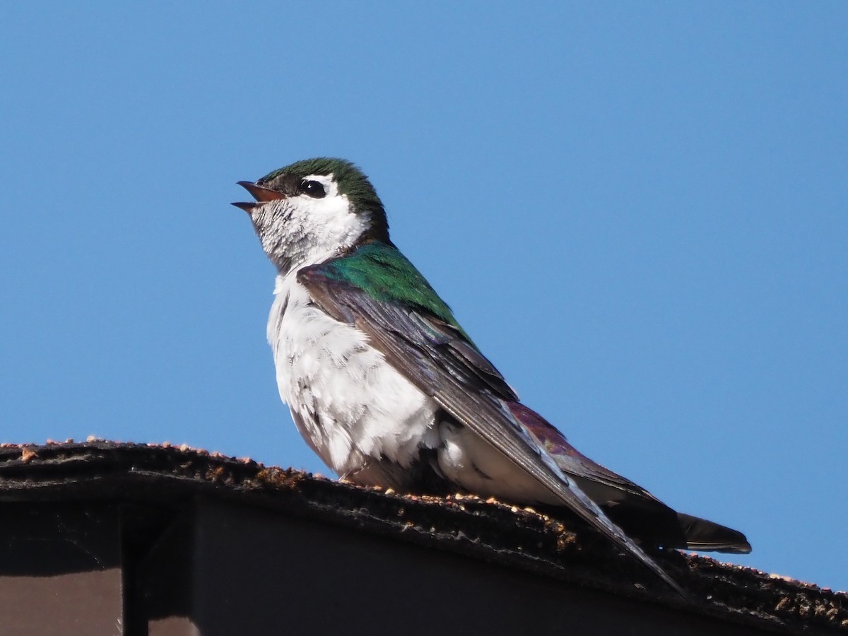Violet-green Swallow - ML621552800