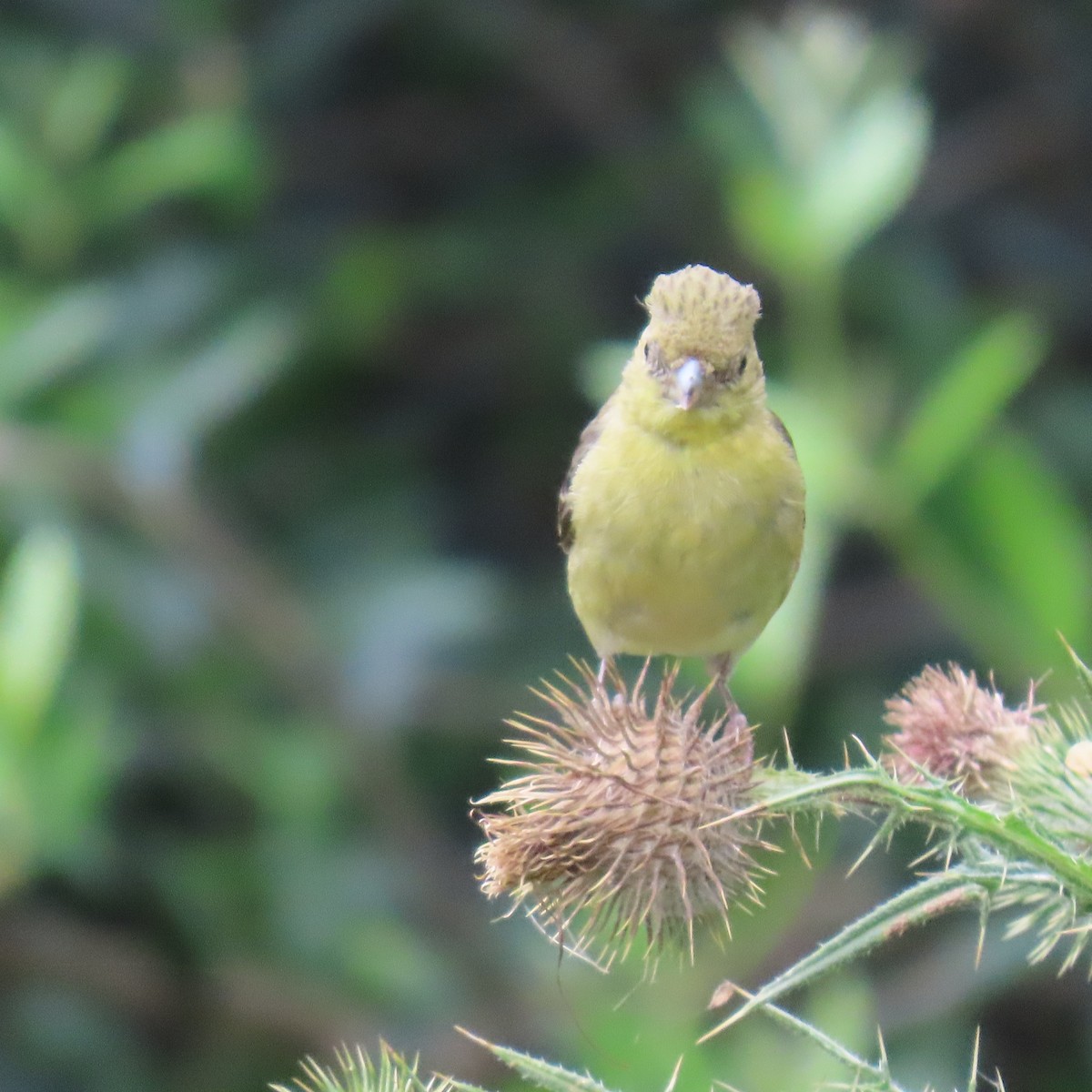 Lesser Goldfinch - ML621552809