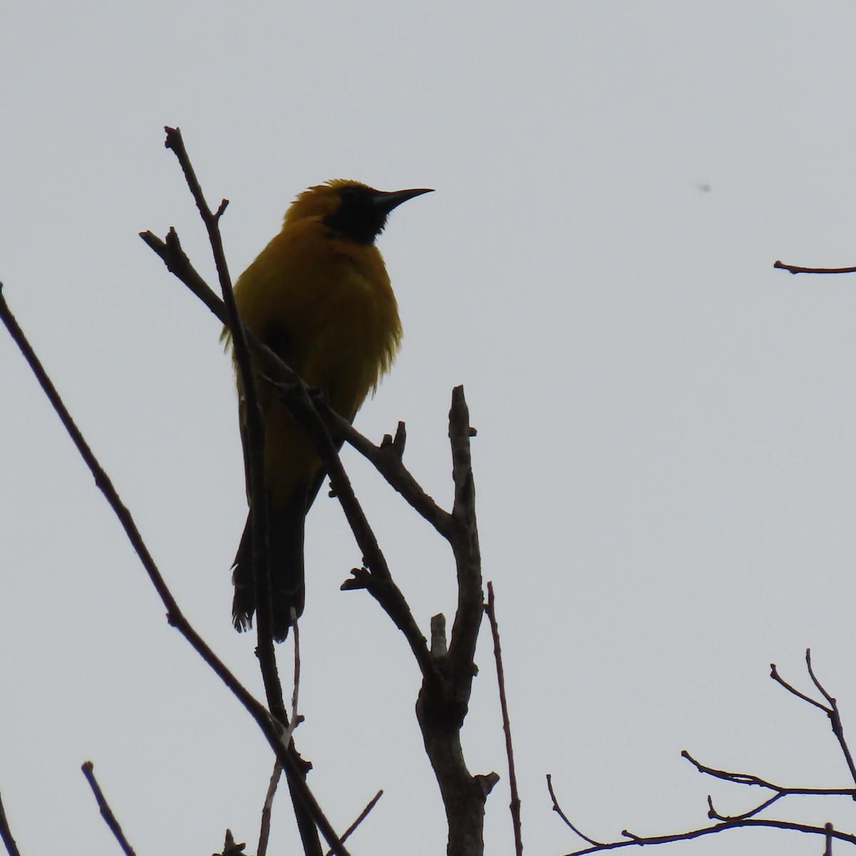 Hooded Oriole - ML621552821