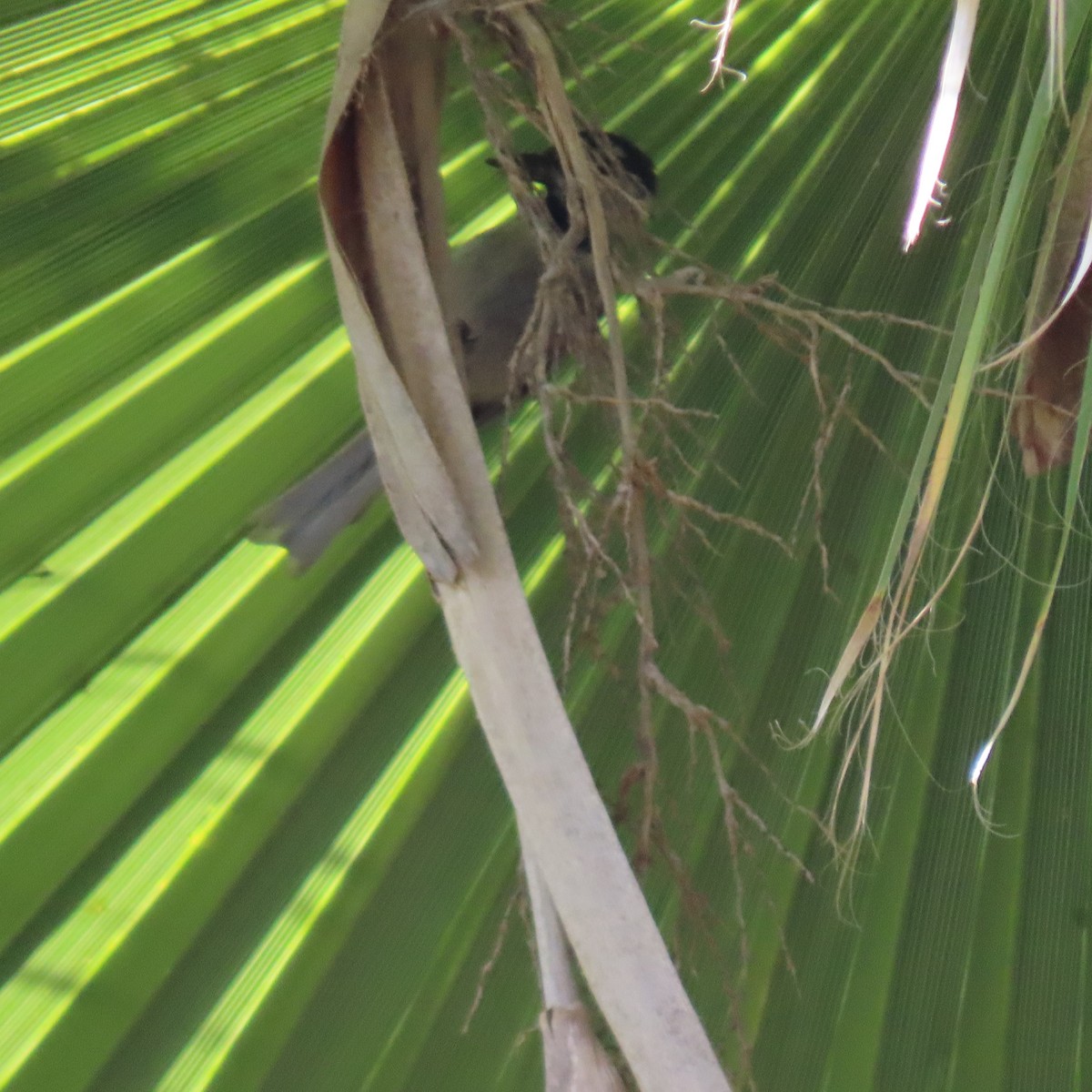 Mountain Chickadee - ML621552837