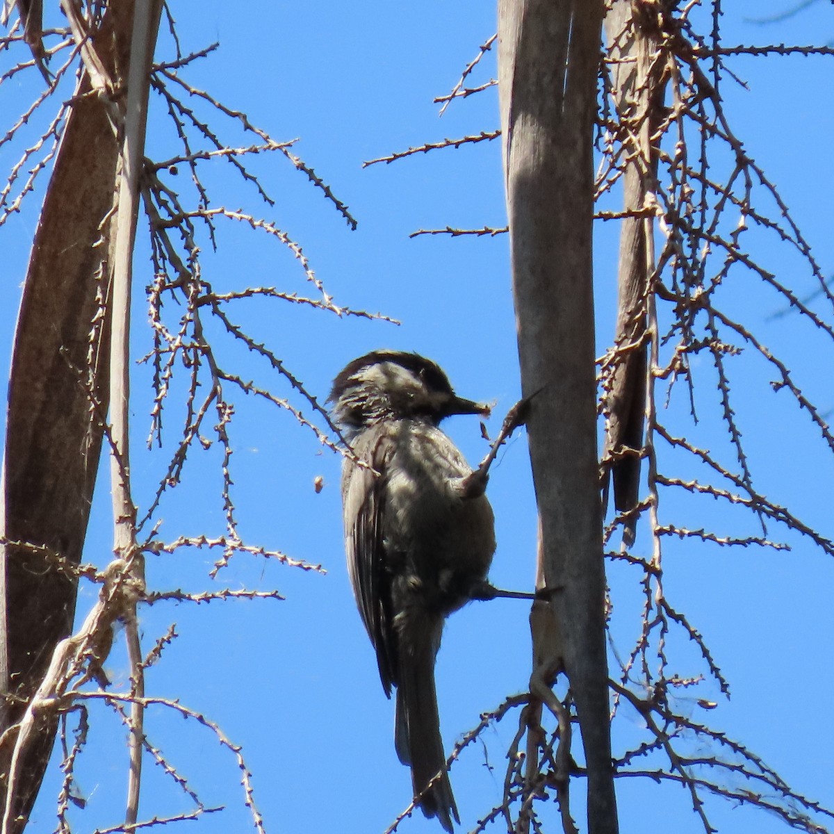 Mountain Chickadee - ML621552846